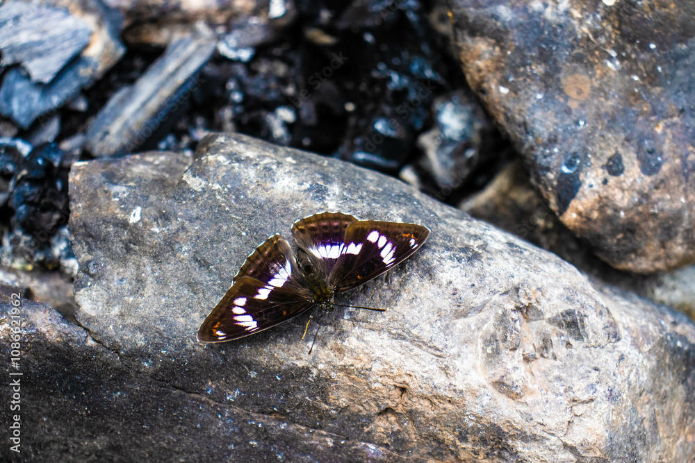 beautiful butterflies beautiful butterflies