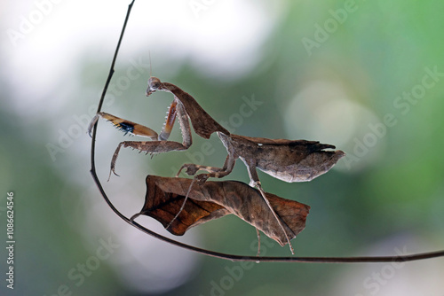 The dead leaf (Deroplatys lobata) mantis walks on twigs resembling dry leaves, The dead leaf (Deroplatys lobata) on branch