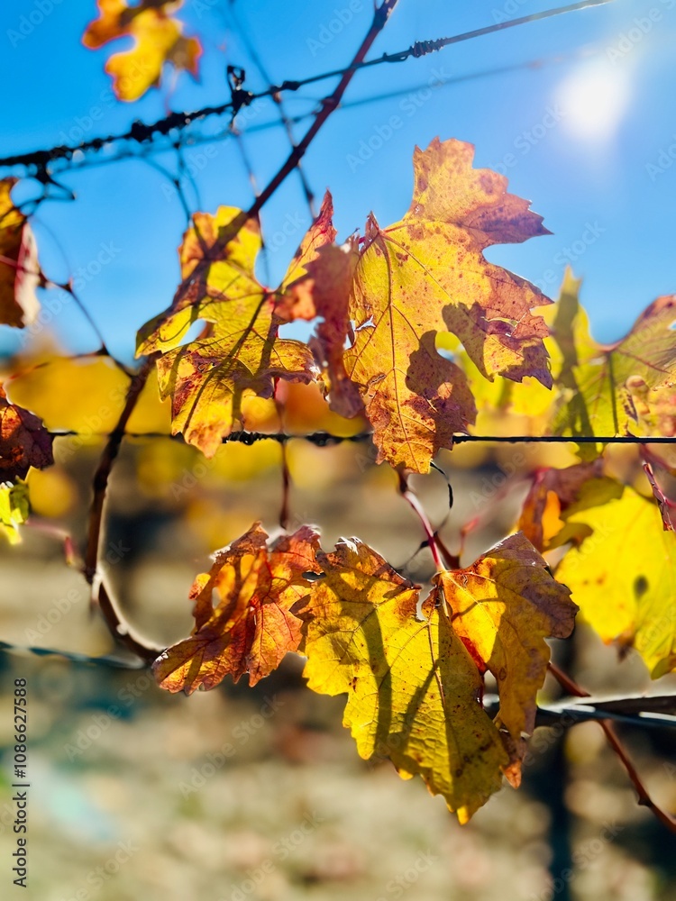 Fototapeta premium Fall Color of Grape Vines