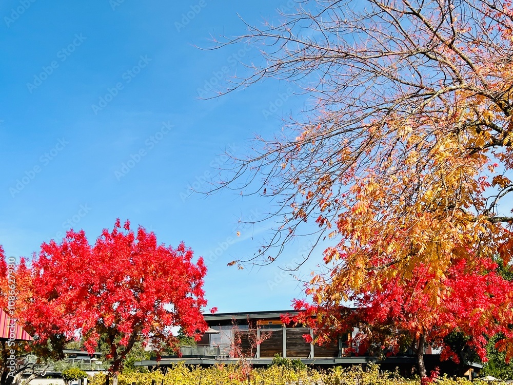 Naklejka premium Fall Color