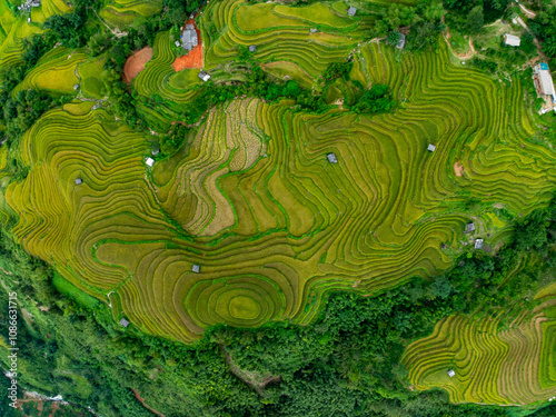 Drone aerial view of rice terrace field in harvest season,Green agricultural fields in countryside at northern Vietnam