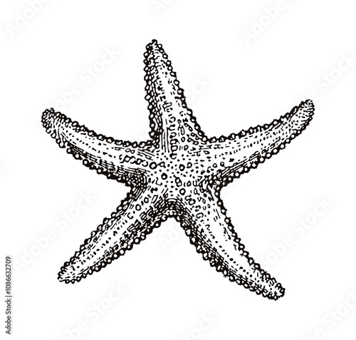 star fish engraving black and white outline