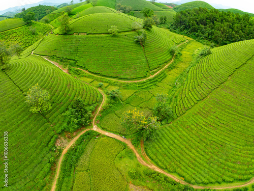 High angle view Rows of growing tea plantation at Long Coc mountains, Phu Tho province,Texture of Green tea leaf in northern Vietnam photo