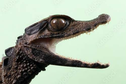 Dwarf caiman paleosuchus trigonatus closeup head isolated on green background, Dwarf caiman paleosuchus trigonatus (Smooth fronted caiman) closeup head photo