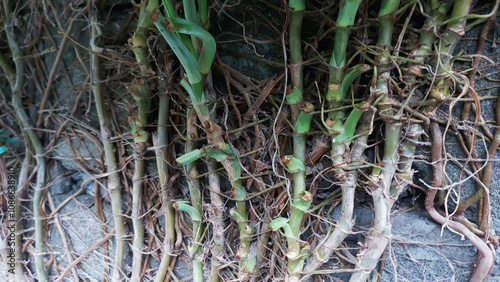 Plant roots growing on concrete wall