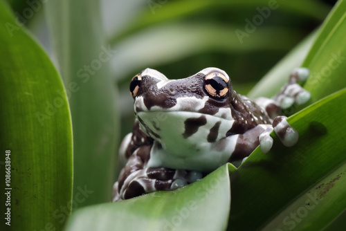 The Amazon milk frog (Trachycephalus resinifictrix) closeup on green leaves, Panda bear tree frog on branch. The mission golden eyed tree frog closeup