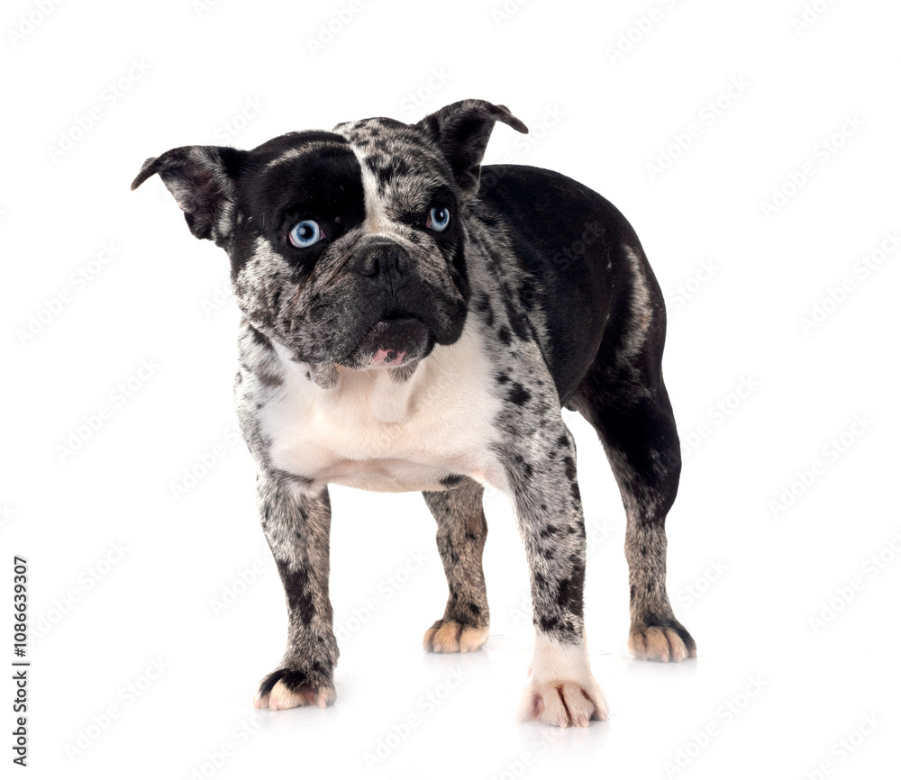 french bulldog in studio french bulldog in studio