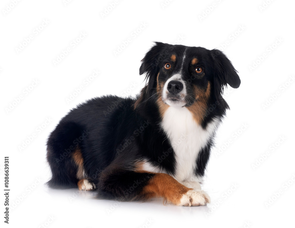 Miniature Australian Shepherd Miniature Australian Shepherd