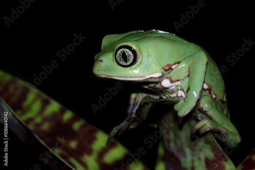 Phyllomedusa bicolor (waxy monkey) on branch, Phyllomedusa bicolor 