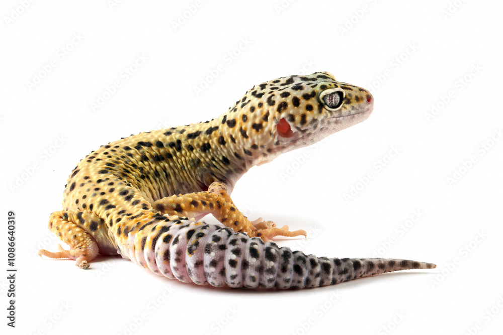 Leopard gecko closeup on isolated white background, Leopard gecko closeup Leopard gecko closeup on isolated white background, Leopard gecko closeup