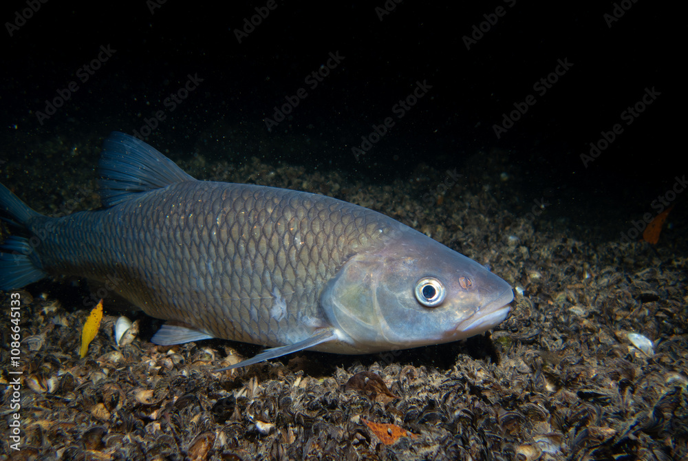 Close-Up of a European Chub in Its Natural Freshwater Habitat: Underwater Wildlife Photography in the Aare River Close-Up of a European Chub in Its Natural Freshwater Habitat: Underwater Wildlife Photography in the Aare River
