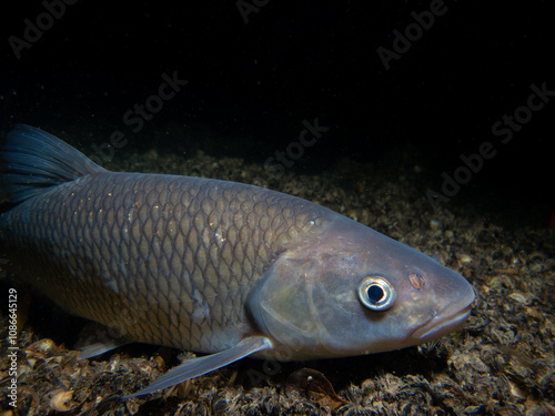 Close-Up of a European Chub in Its Natural Freshwater Habitat: Underwater Wildlife Photography in the Aare River photo