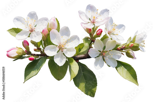 Apple tree blossom, watercolor illustration of spring flower garden isolated white background, Japanese sakura flowers, Generative AI