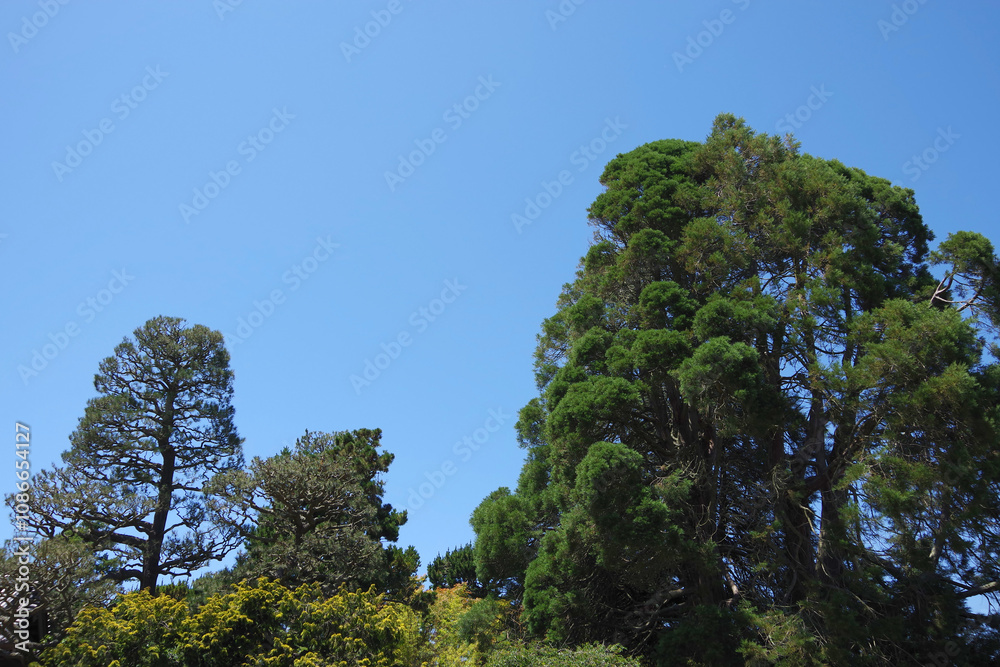 San Francisco Golden Gate Park Vegetation San Francisco Golden Gate Park Vegetation