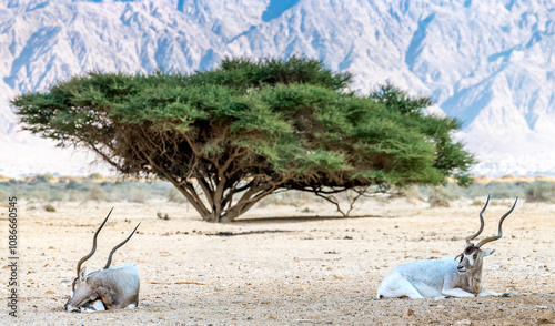Two resting antelope addax (Addax nasomaculatus) is screw-horn mammal. Due to...