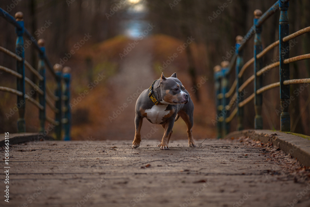 Obraz premium A dog poses standing on a bridge in an autumn park.