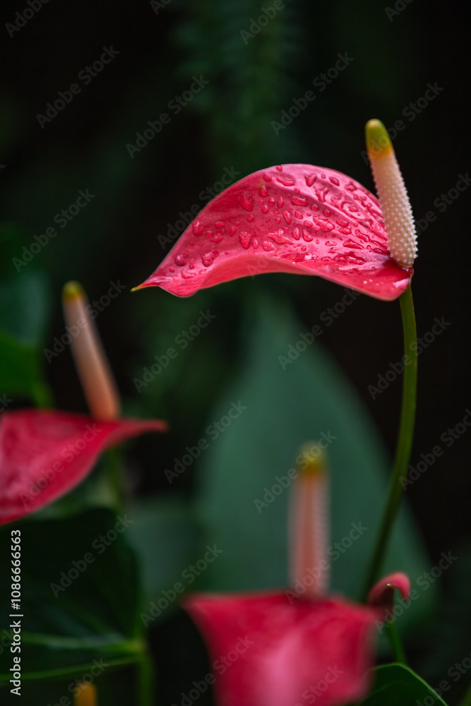 Beautiful pink Anthurium flower or Flamingo flower blossom in tropical botanical garden with blurry green background and water drops on it. Symbol of love and passion