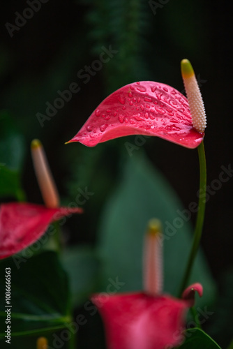 Obraz na płótnie Beautiful pink Anthurium flower or Flamingo flower blossom in tropical botanical garden with blurry green background and water drops on it. Symbol of love and passion w salonie