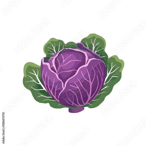 A Simple flat design 2D icon purple and green cabbage isolated on a white background, vector, flat design, animation design, vector, flat design, animation design, simple flat 2D icon, minimalist 