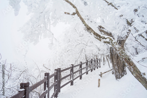 Snow Scenery of Daegwallyeong, Gangwon-do, Korea