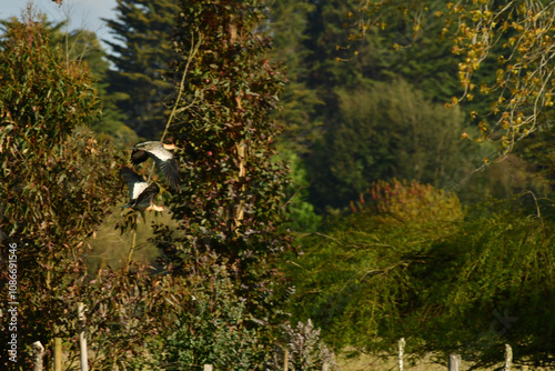 Black-faced ibis Banduria bird with long beak Chile photo