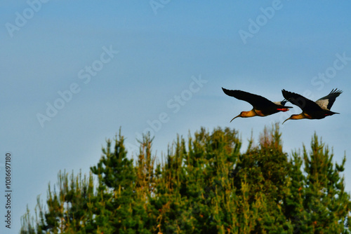 Black-faced ibis Banduria bird with long beak Chile photo