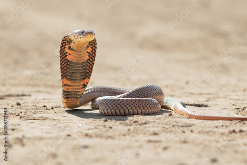 Foto Mozambique Spitting Cobra (Naja mosambica) in Defensive Posture on Sand