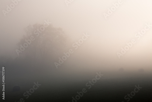 Arbre dans la brume Ardèche France