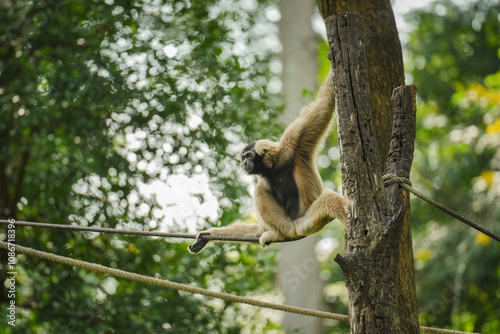 pileated gibbon on tree