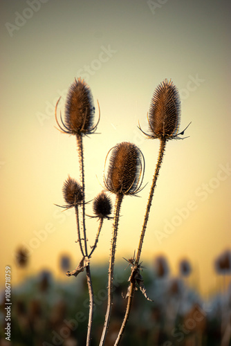 teasel photo