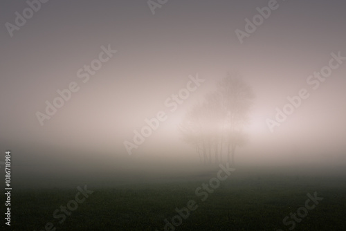 Arbre dans la brume Ardèche France