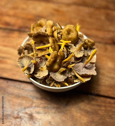 Cantharellus tubaeformis, suppilovahvero (Finnish) photo