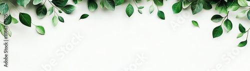 Green leaves on white background.