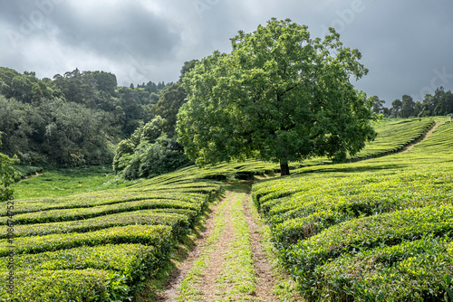 A winding path through vibrant green tea fields on the Azores Islands, framed by a solitary tree and clouds above.