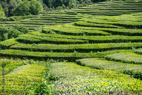 Gentle rolling tea terraces create a vibrant landscape on the Azores Islands, showcasing nature's beauty and agriculture.