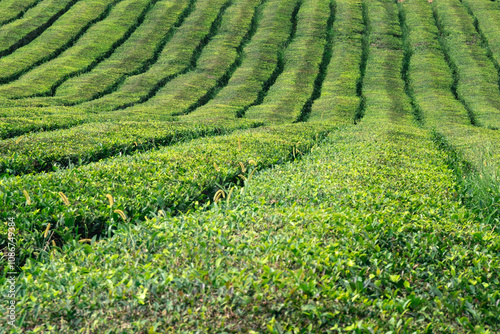 Lush green tea plantations in the Azores Islands showcase vibrant rows of tea bushes under bright sunlight
