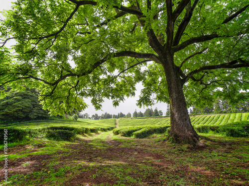 A large green tree stands prominently as tea fields stretch across the Azores Islands on a bright sunny day.