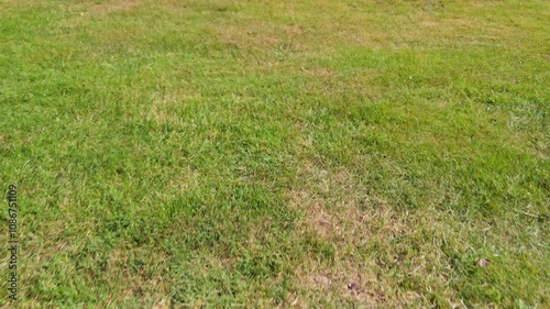Close-up of lawn and gravel garden edge with decorative plant, ideal for landscaping and home garden design