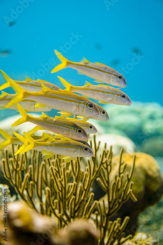 A beautiful fish hiding in the colourful coral reef on Curacao island in the Caribbean Sea. Scuba Diving underwater photography	