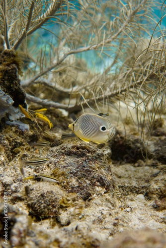 A beautiful fish hiding in the colourful coral reef on Curacao island in the Caribbean Sea. Scuba Diving underwater photography	