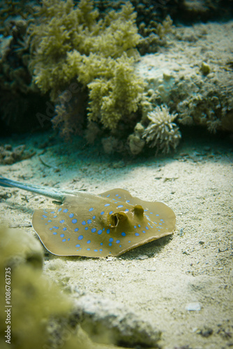 A blue spotted stingray swimming in the sand patch of the colourful coral reef in the Red Sea in Egypt. Scuba Diving underwater photography	
