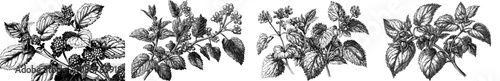 Hand-drawn black and white nettle plants