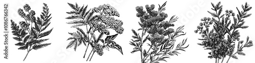 Immortelle flower hand drawn graphic clipart illustration.