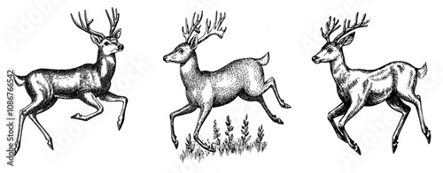 Animated deer silhouette, wild deer, deer logo, modern modern illustration
