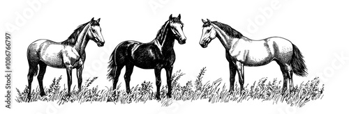 Clipart of running wild horses with black silhouettes. Monochrome modern illustration. Snapshots in PNG, SVG format