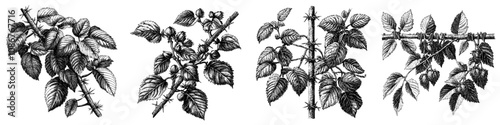 A stylized design sketch engraving generative ai raster illustration featuring sensitive vines and leaves, contrasting nature and restriction. This image is black and white.