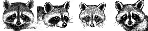 An animal from the forest, such as a raccoon, plays a vital role in modern design