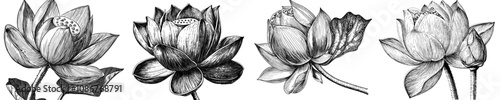 A line sketch of a lotus flower bud isolated on white. An illustration of a lotus flower bud illustrated with a brush pen.