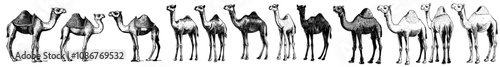 An isolated background of desert silhouettes with camel silhouettes in the background