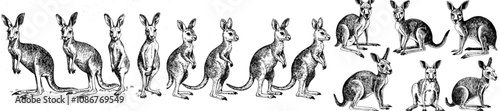 This is a collection of blank kangaroo logo icons with a white background.